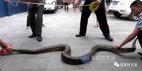 国产大蟒蛇上路视频,引发全民关注