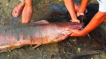 国产大鲶鱼视频,探寻中华水族珍宝的传奇故事