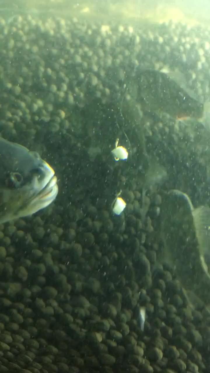 青青鱼视频国产,青青鱼视频引领国产内容新潮流