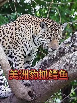 国产美洲豹全集视频播放,探寻神秘生物的传奇之旅