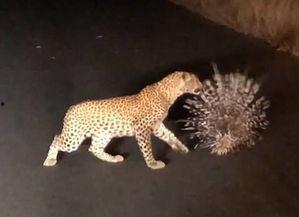 国产美洲豹全集视频播放,探寻神秘生物的传奇之旅