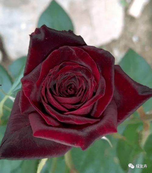 国产黑巴克玫瑰种植视频