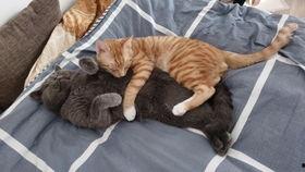 外国猫吃国产零食视频,萌态百出引网友热议