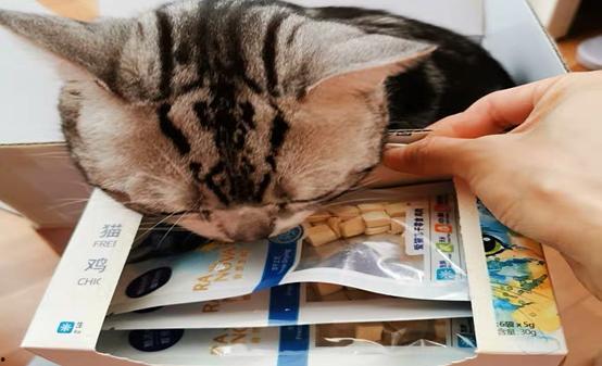 外国猫吃国产零食视频,萌态百出引网友热议