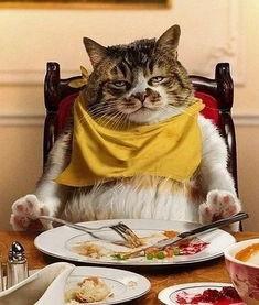 外国猫吃国产零食视频,萌态百出引网友热议