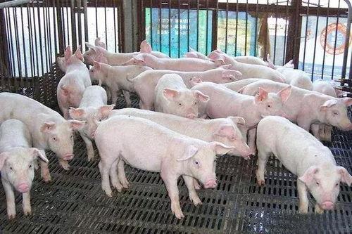 国产白猪种猪视频大全,视频大全精选集