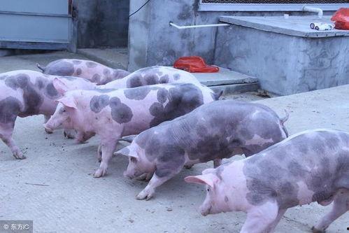 国产白猪种猪视频大全,视频大全精选集