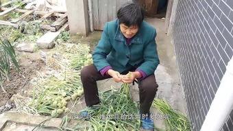 国产老头干老太视频,揭秘老头与老太的私密生活