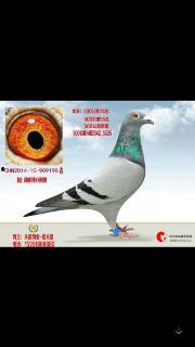 国产鸽子视频大全,视频大全中的魅力瞬间