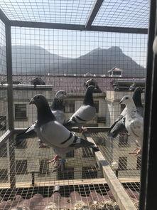 国产鸽子视频大全,视频大全中的魅力瞬间