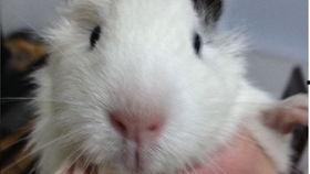 国产豚鼠三花杂交视频,探寻我国特色动物品种的繁育奥秘