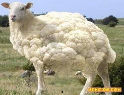 国产豚鼠三花杂交视频,探寻我国特色动物品种的繁育奥秘