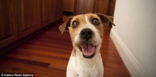 国产宠物训练短视频,国产短视频教你轻松训练宠物