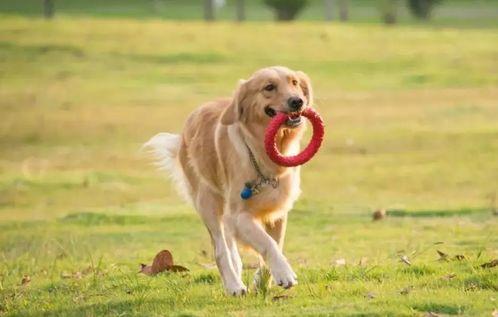 国产宠物训练短视频,国产短视频教你轻松训练宠物