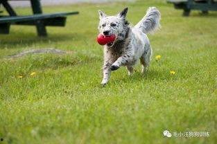 国产宠物训练短视频,国产短视频教你轻松训练宠物