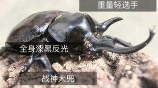 国产大虫子视频播放,大虫子视频播放引发全民热议