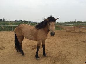 国产半血马最新视频,最新视频揭秘其独特魅力