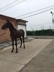 国产半血马最新视频,最新视频揭秘其独特魅力