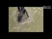 国产野外牲交视频,揭秘神秘自然交配奇观