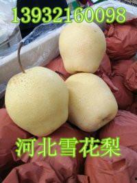 雪梨中国产地在哪里啊视频,探寻我国雪梨的故乡