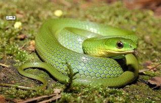 国产宠物蛇视频播放大全,带你领略蛇类萌宠的魅力