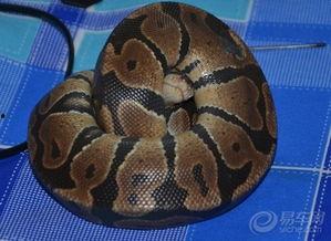 国产宠物蛇视频播放大全,带你领略蛇类萌宠的魅力